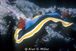 Nudibranch, taken in the outer coral sea with a Nikonos V... by Alan G. Miller 